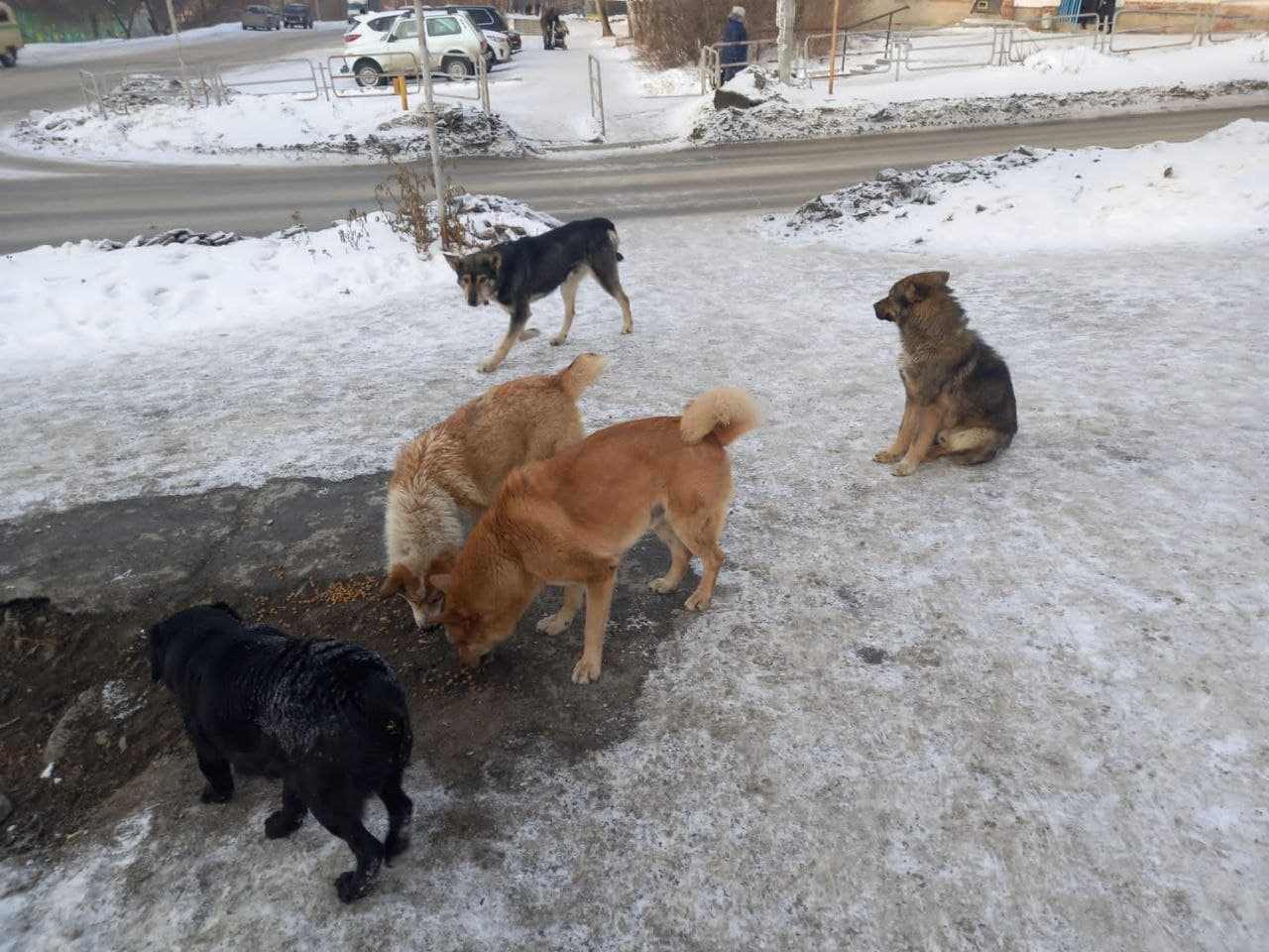 Стаи собак нападают на жителей Миасса