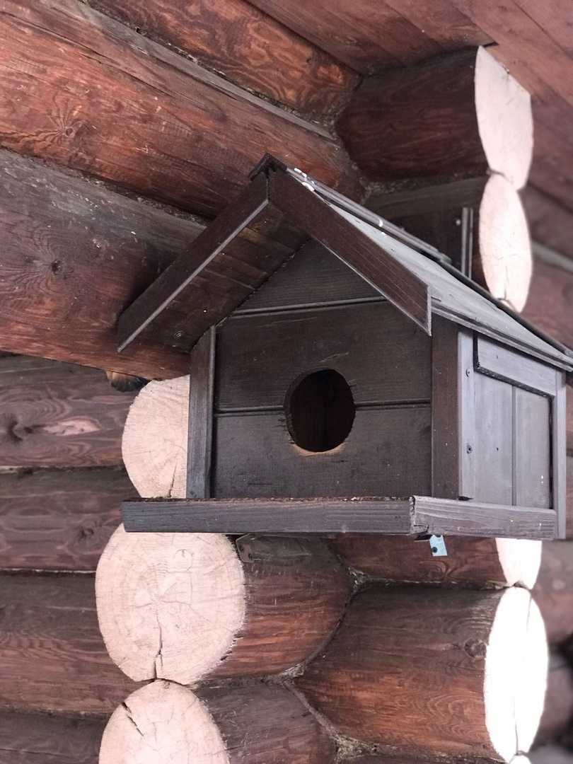 Птичкина столовая: детсадовцы помогают птицам зимовать