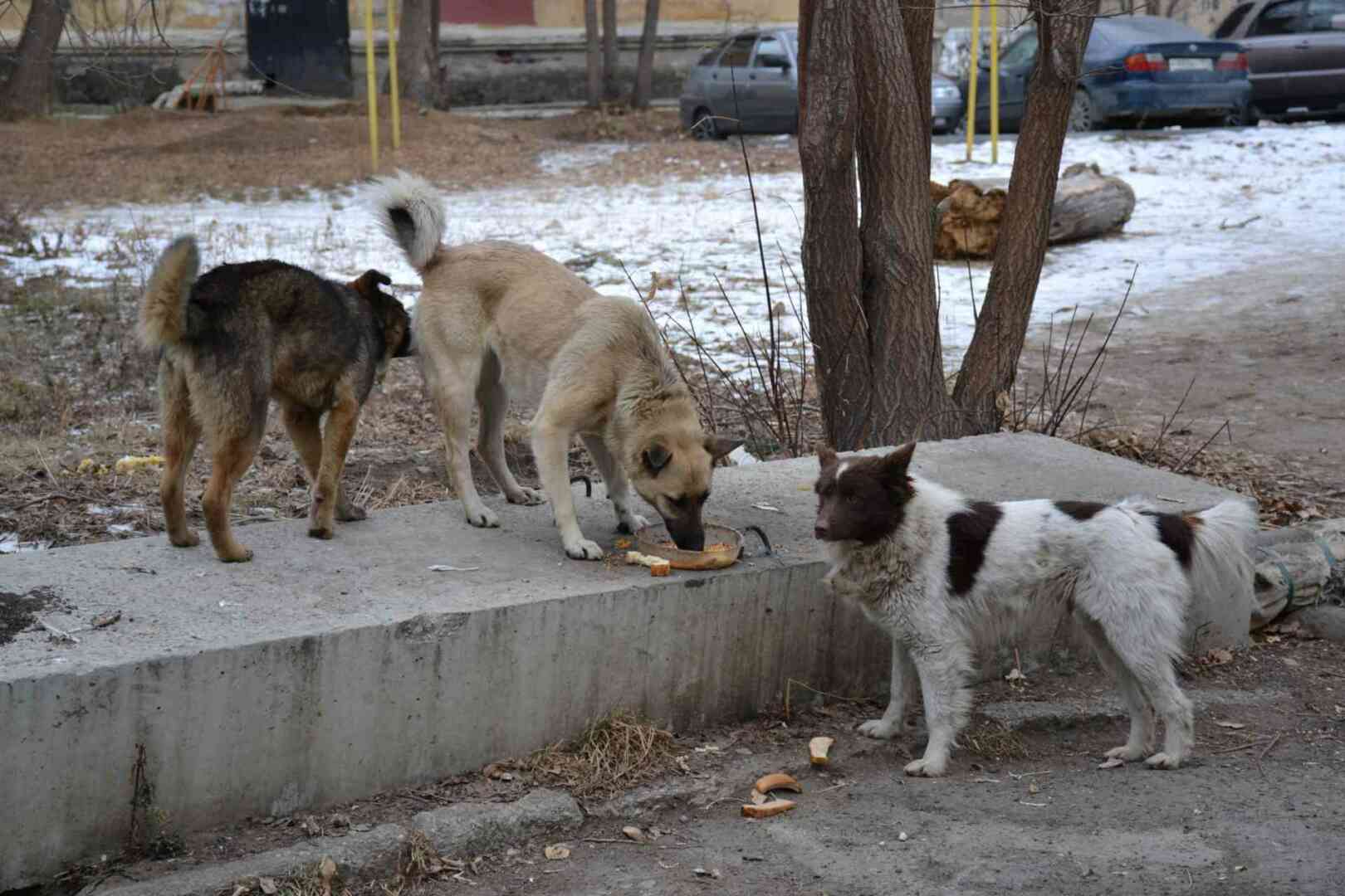 Почему снова обострились отношения «хвостатых» и «двуногих»? | 20.02.2022 |  Миасс - БезФормата