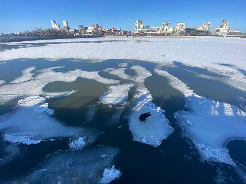 Собаку, застрявшую на льдине, спасали в центре Челябинска