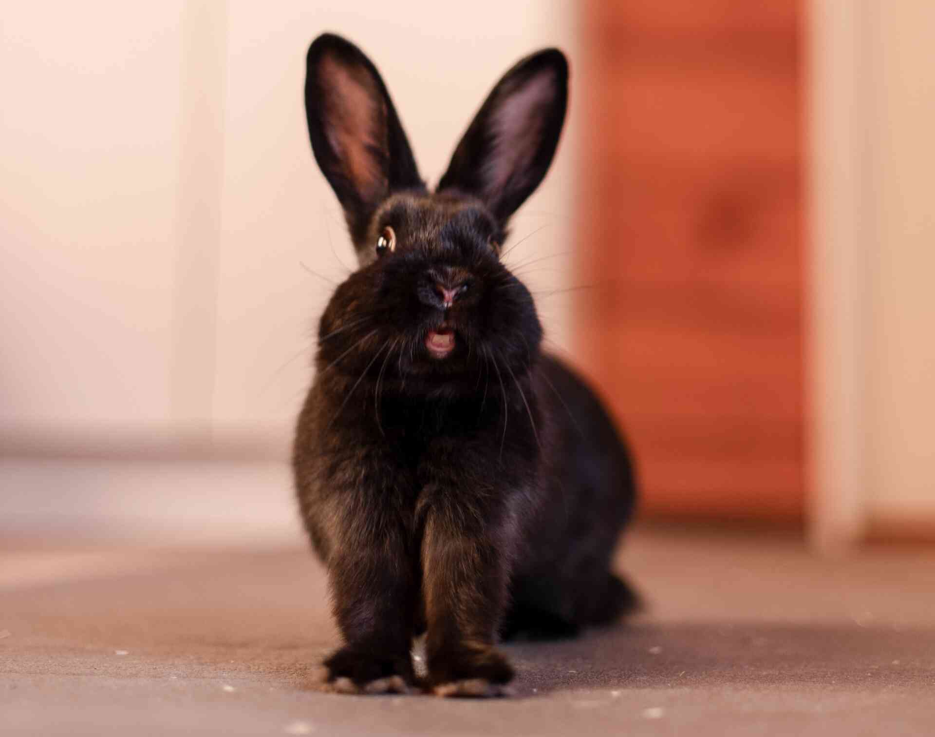 24 год год кролика. Черный кролик. Новогодний черный кролик. Маленький черный кролик. Черный водяной кролик.