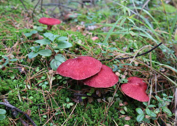 В лесах Миасса появился краснокнижный гриб