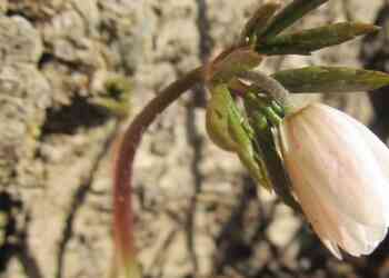 В нацпарках Челябинской области зацвели подснежники