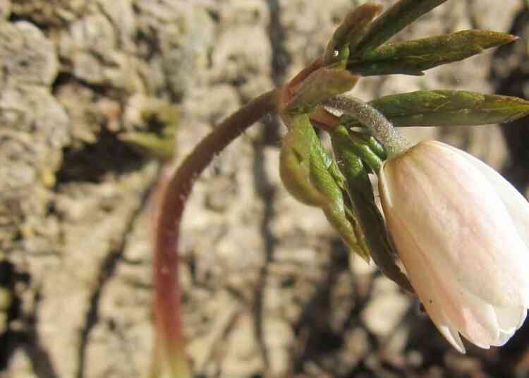 В нацпарках Челябинской области зацвели подснежники