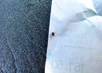 Клещи атакуют жителей Миасса