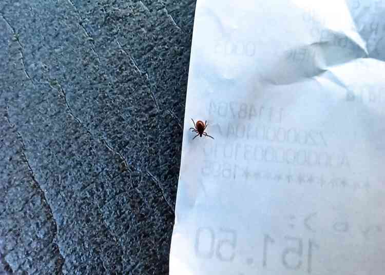 Клещи атакуют жителей Миасса