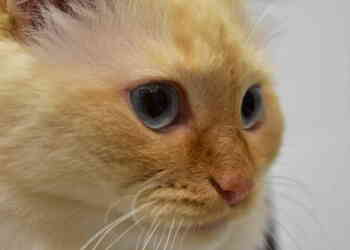 Кошки или собаки: кто теряется чаще?