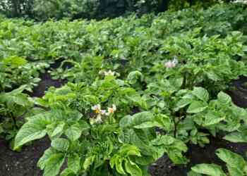 Экономист предсказал снижение цен на картофель в России