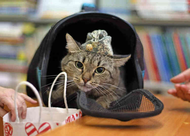 Гость «Библионочи» — боевой кот Яшка