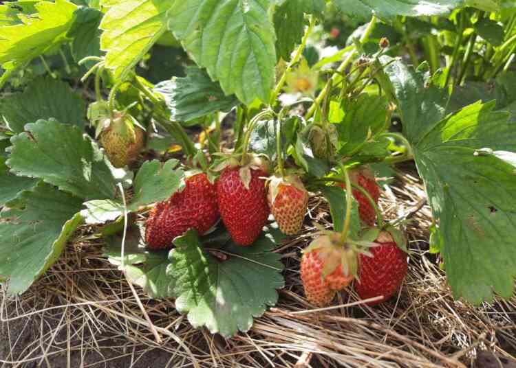 Как выбрать самую вкусную клубнику?