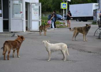 Куда направлять заявку на отлов бездомных животных в Миассе?