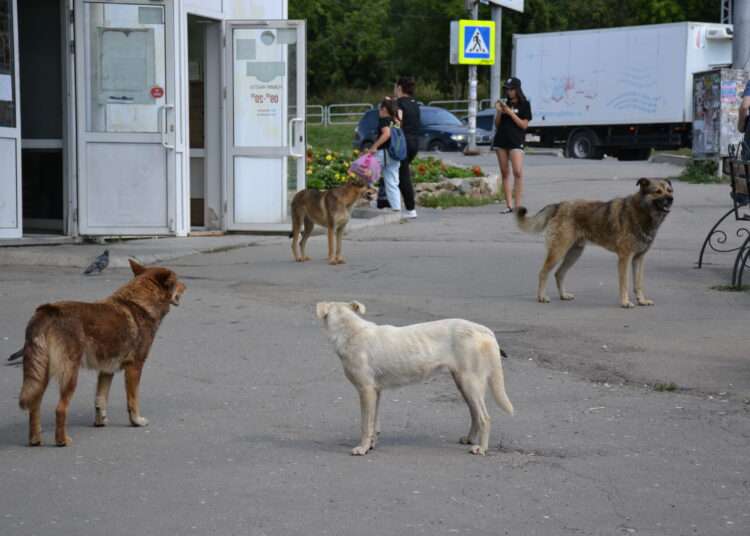 Куда направлять заявку на отлов бездомных животных в Миассе?