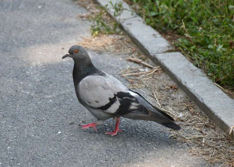 Кормление голубей: за что на самом деле могут оштрафовать?