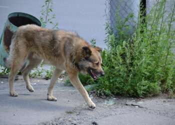 Куда направлять заявку на отлов бездомных животных в Миассе?