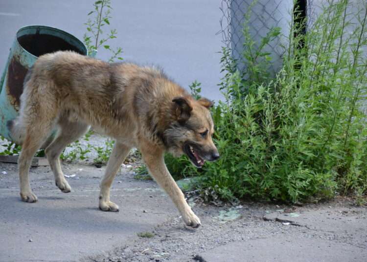 Куда направлять заявку на отлов бездомных животных в Миассе?