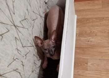 Каждой кошке по комнате?