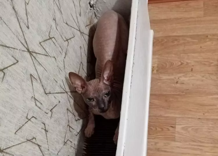 Каждой кошке по комнате?