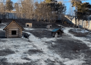 Миасский приют для животных «Добрые руки» стал обладателем президентского гранта