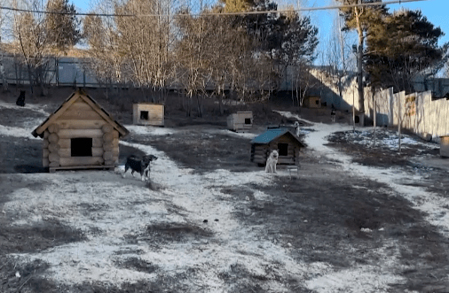 Миасский приют для животных «Добрые руки» стал обладателем президентского гранта