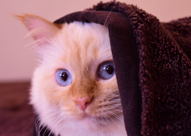 Как обезопасить домашних любимцев от хлопушек и фейерверков?