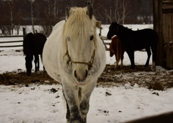 Что такое иппотерапия и кому она полезна?