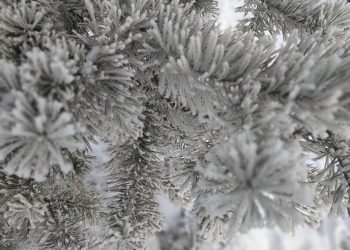 Какие опасности таит живая елка?