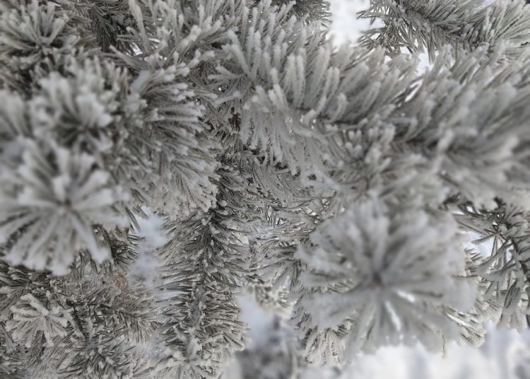 Какие опасности таит живая елка?