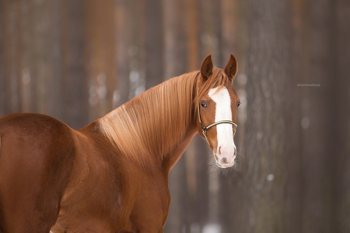 «Первая Конная»: где лошади оздоравливают, развивают и вдохновляют