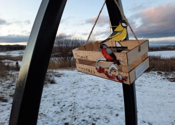 Чем можно и нельзя кормить птиц зимой?