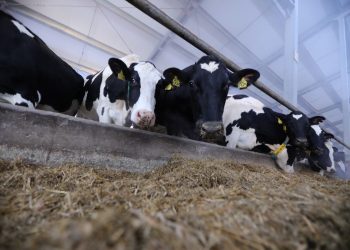 Больше молока стали производить в Челябинской области