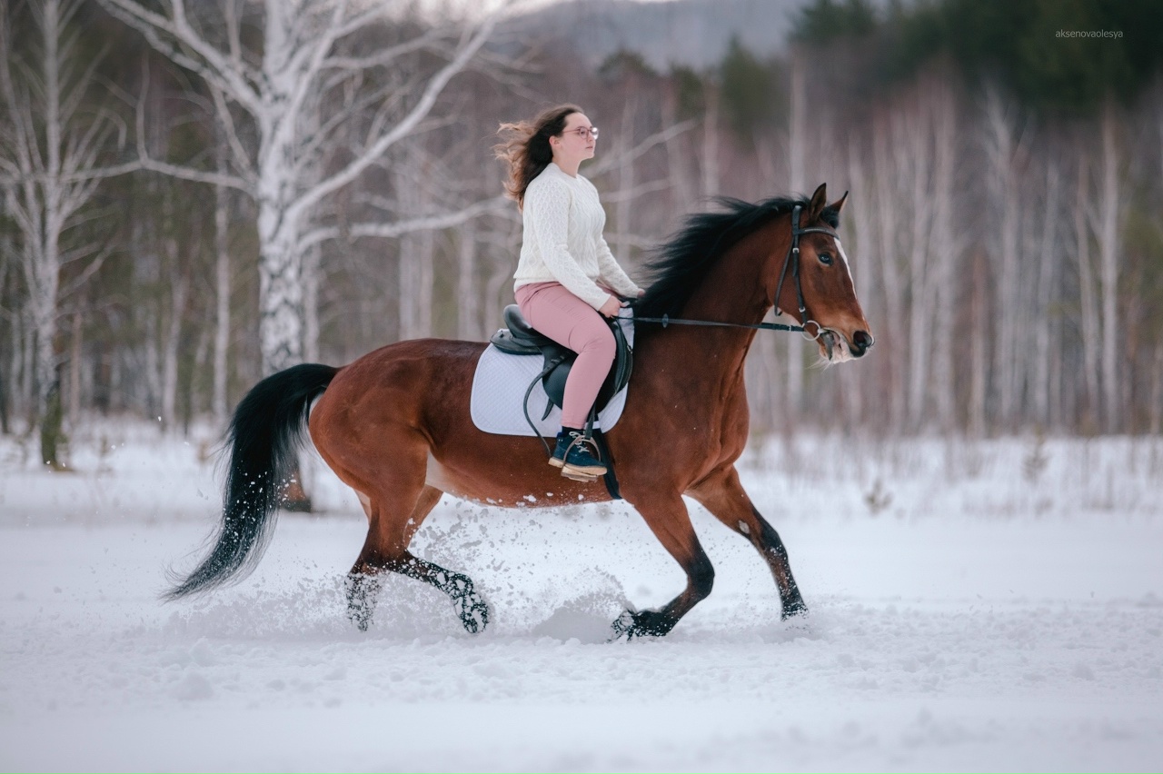 «Первая Конная»: где лошади оздоравливают, развивают и вдохновляют