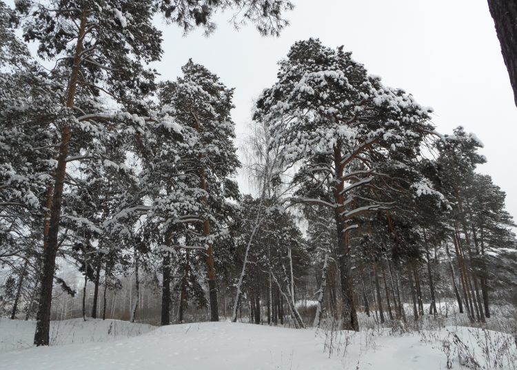 Морозы идут на убыль в Челябинской области