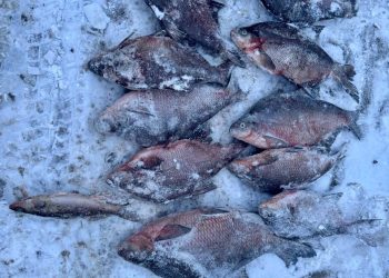 Золотой судак: житель Миасса пойдет под суд за рыбалку на Аргази