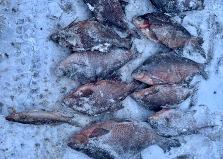 Золотой судак: житель Миасса пойдет под суд за рыбалку на Аргази