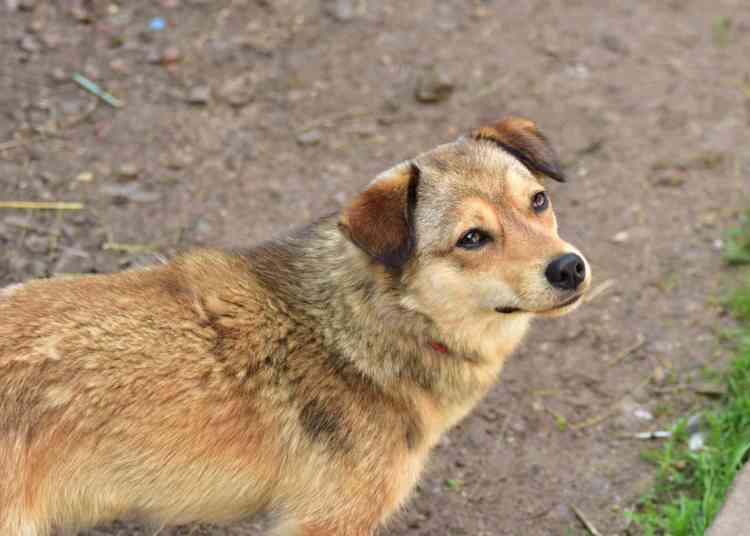 Штрафы за отсутствие регистрации собак могут ввести в Челябинской области