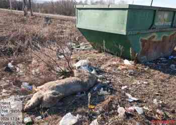 Детектив в Октябрьском: возле мусорного контейнера обнаружена мертвая свинья