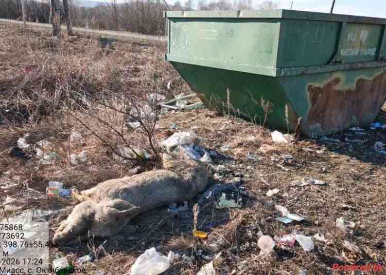 Детектив в Октябрьском: возле мусорного контейнера обнаружена мертвая свинья