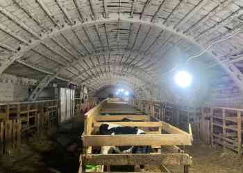 Балаклавы не спасли: двое из Миасса задержаны за попытку похищения скота