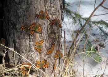 Верба и бабочки: весенние рекорды в «Таганае»
