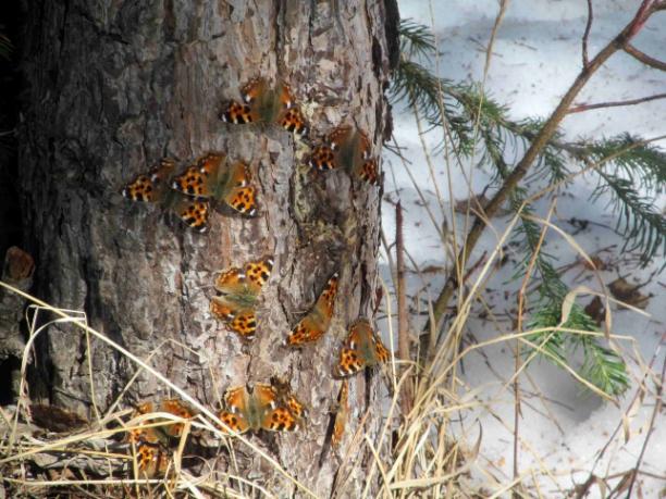 Верба и бабочки: весенние рекорды в «Таганае»