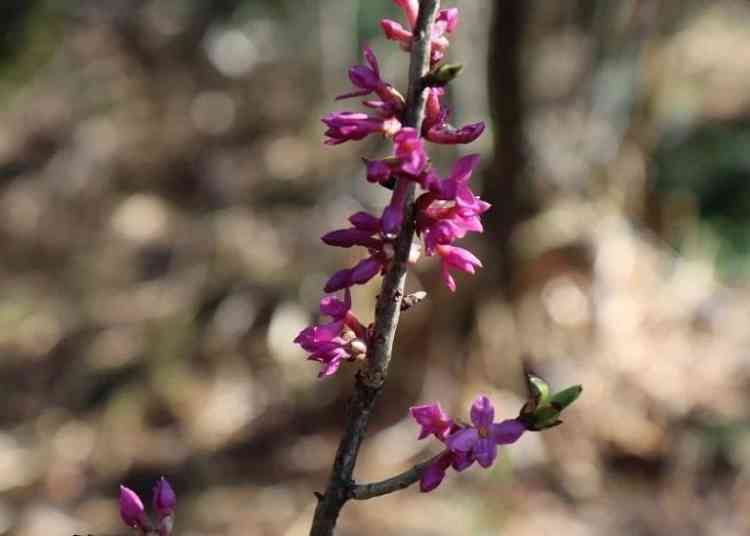 Рекорд за 20 лет: раньше срока распустилось волчье лыко в нацпарке «Таганай»