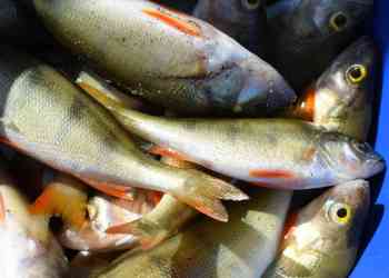 Рыбаков предупредили о новых запретах: когда и где нельзя ловить рыбу?