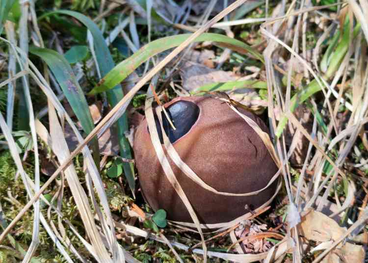 «Ведьмин котелок» заметили в лесах Челябинской области