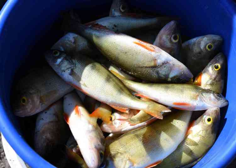 Золотой стандарт застолья: ГОСТ на приготовление сельди и икры разработали в России